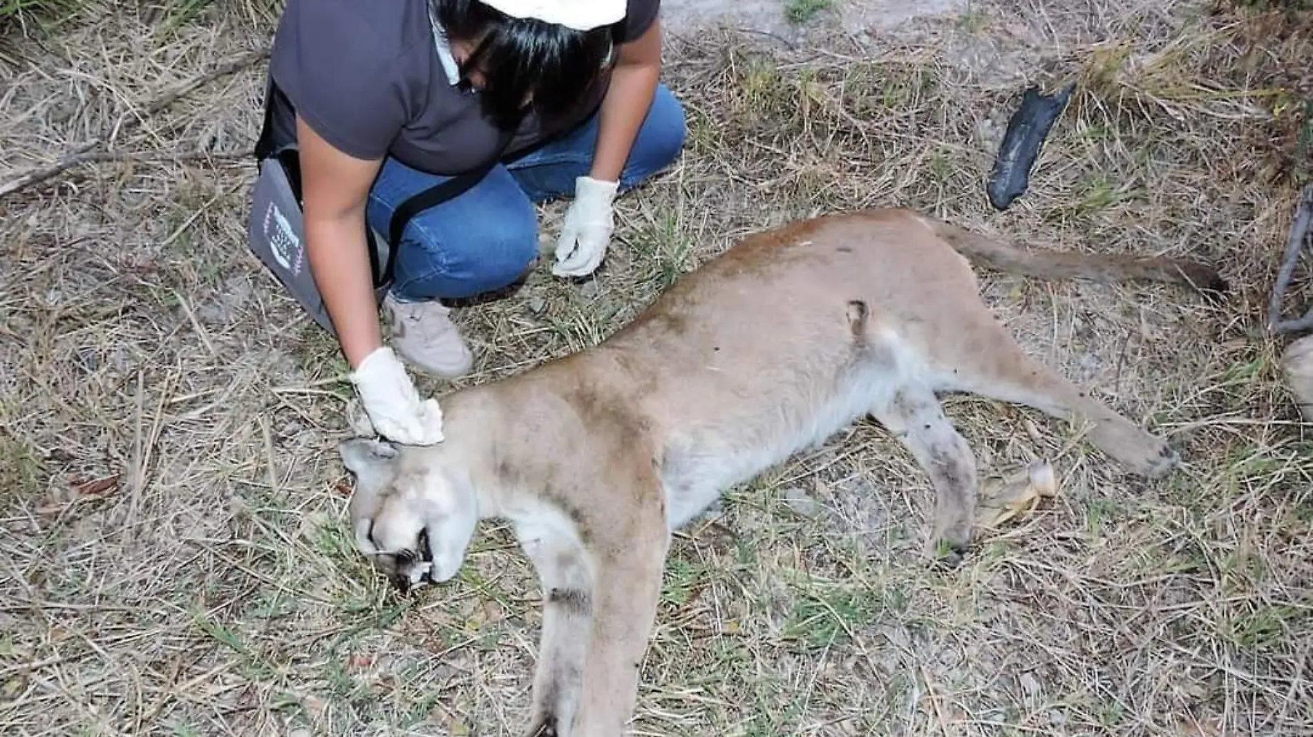 Puma atropellado